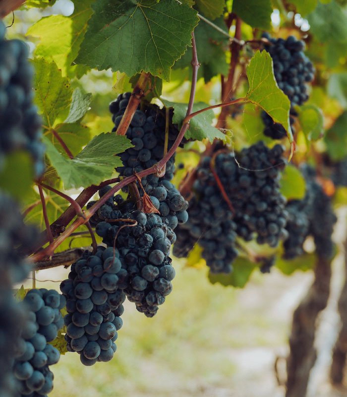 amboise wines
