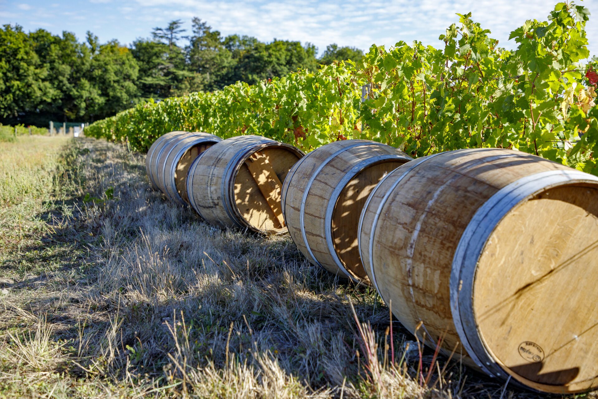 Vineyards of the Loire Valley
