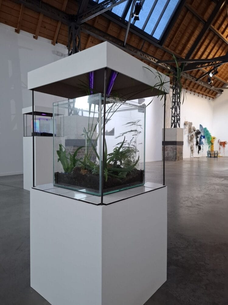Terrarium artwork for Anaïs Dunn's exhibition at the Garage
