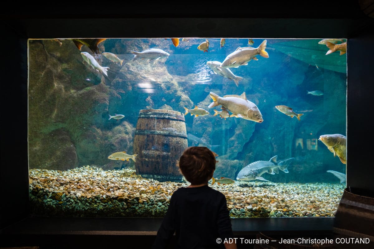 Peces en el acuario Touraine en Amboise.