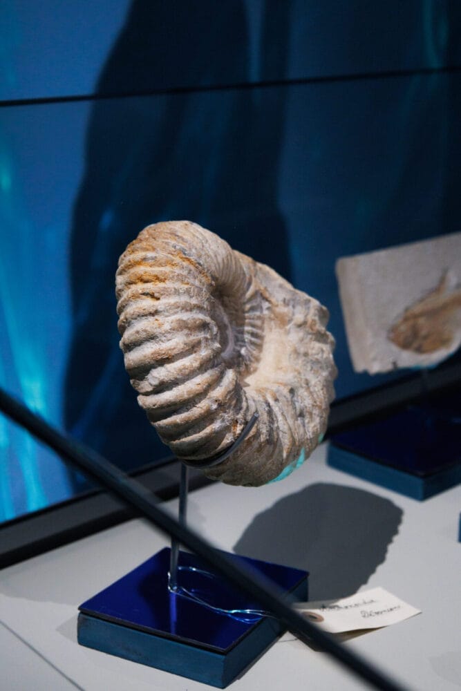 fossil exhibition Leonardo da Vinci Master of water