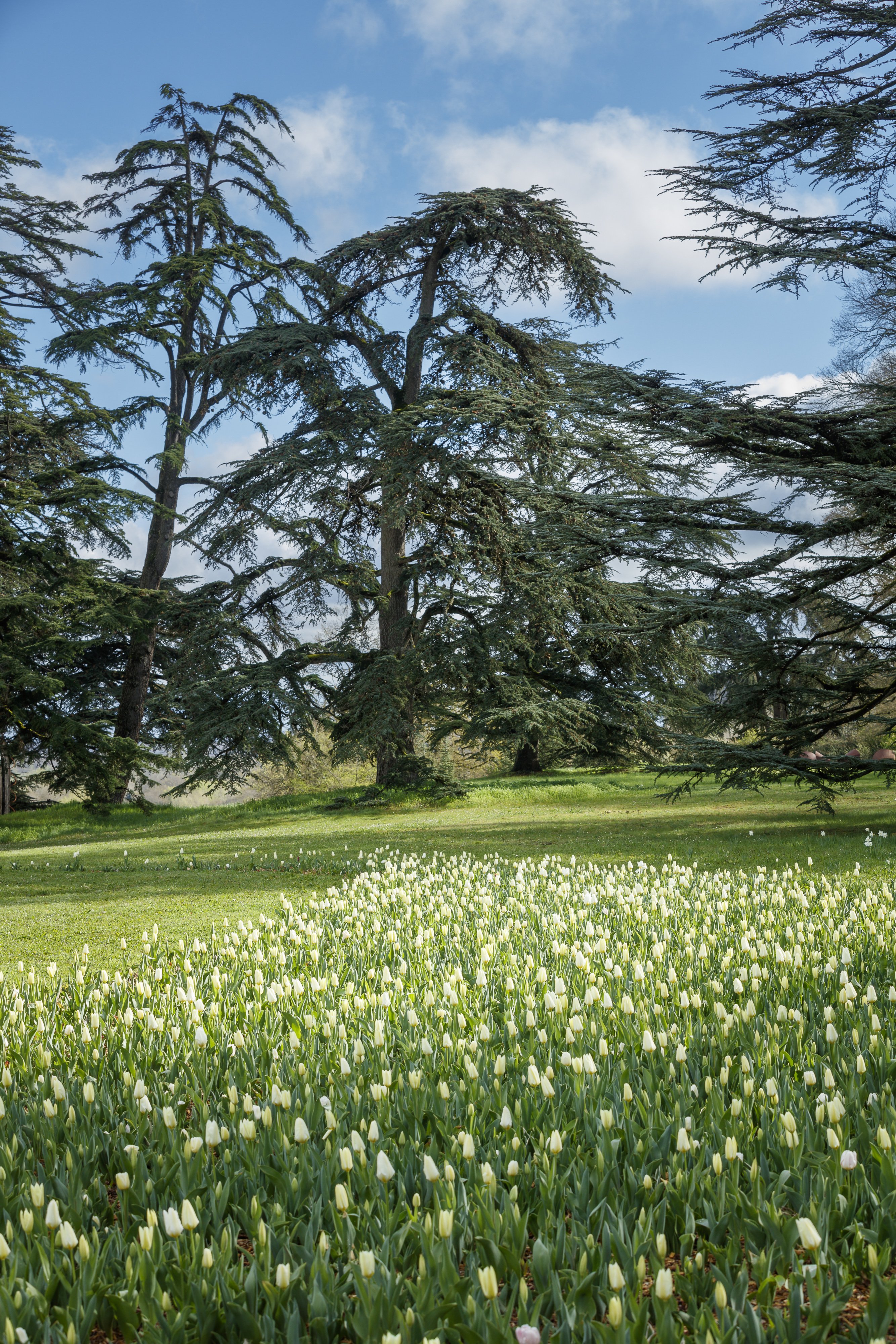 Rivière de tulipes