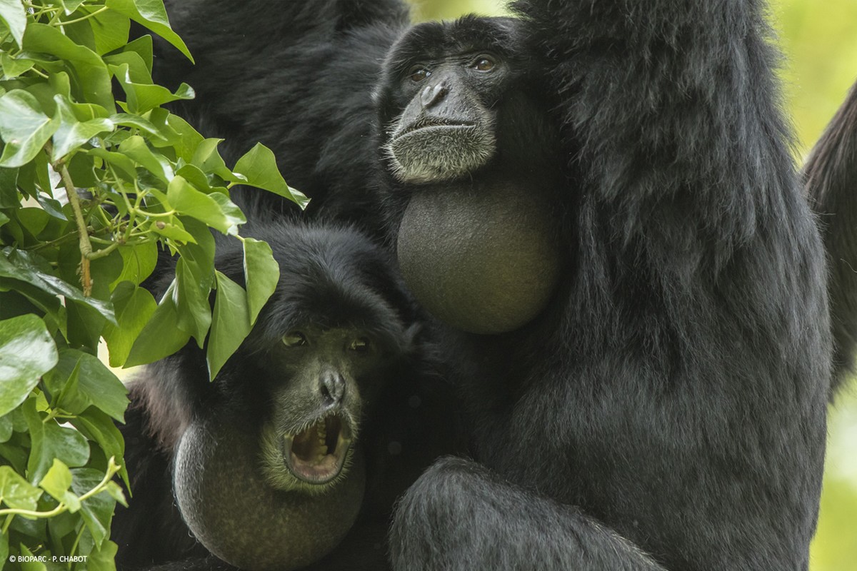 10-Gibbons © Bioparc - P.Chabot