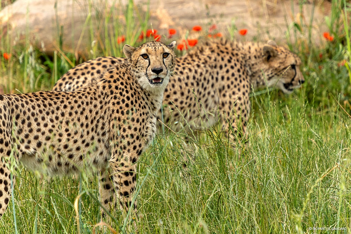 3-Guepard © Bioparc - S.Gaudard