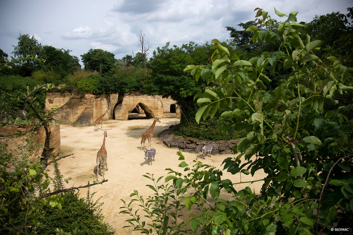 4-Camp des girafes © Bioparc