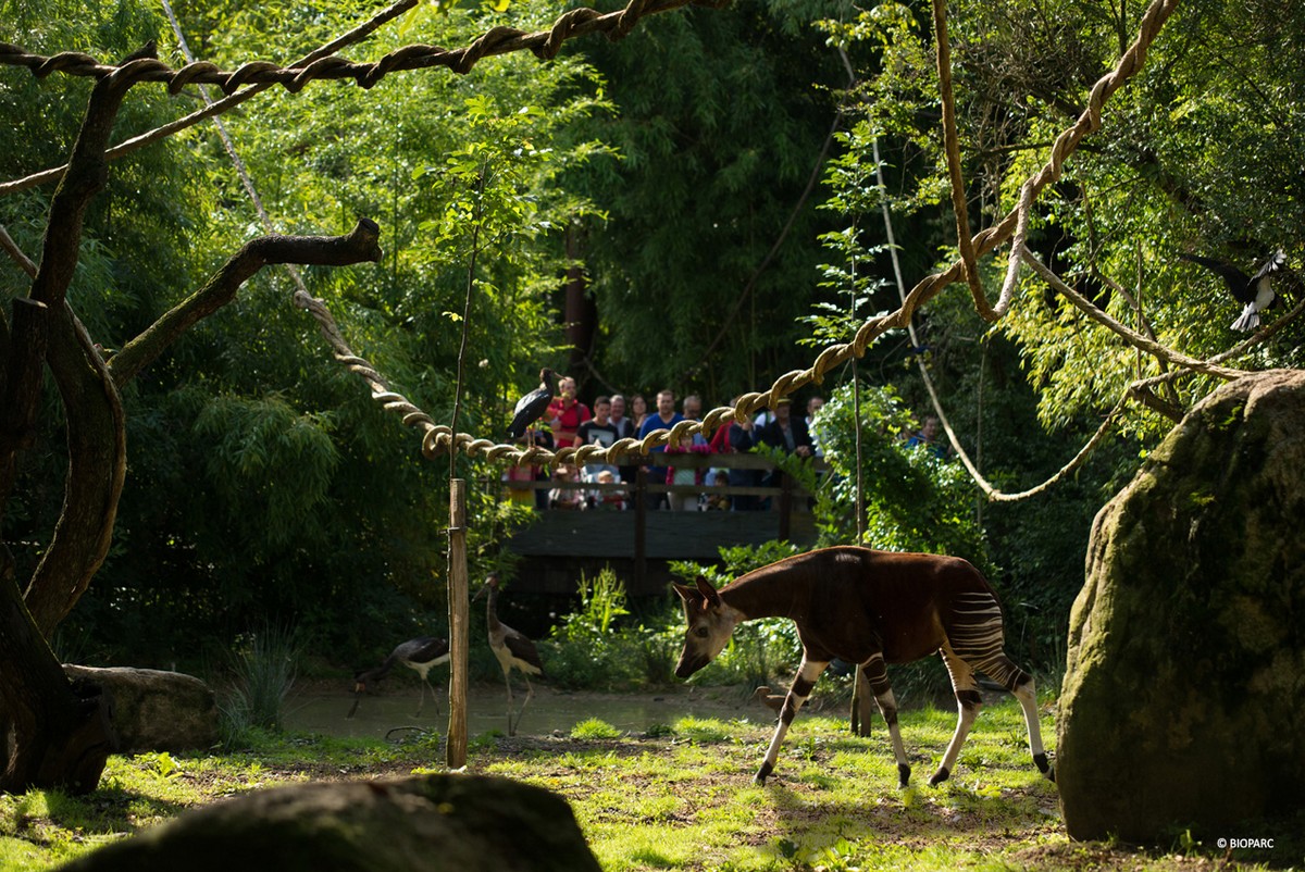 8-Sanctuaire des okapis © Bioparc