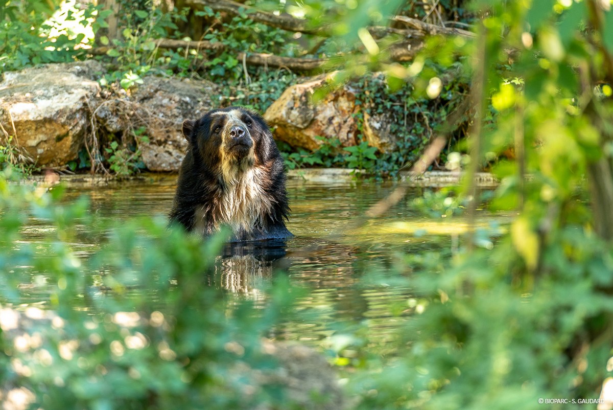 9-Ours a lunettes © Bioparc - S.Gaudard