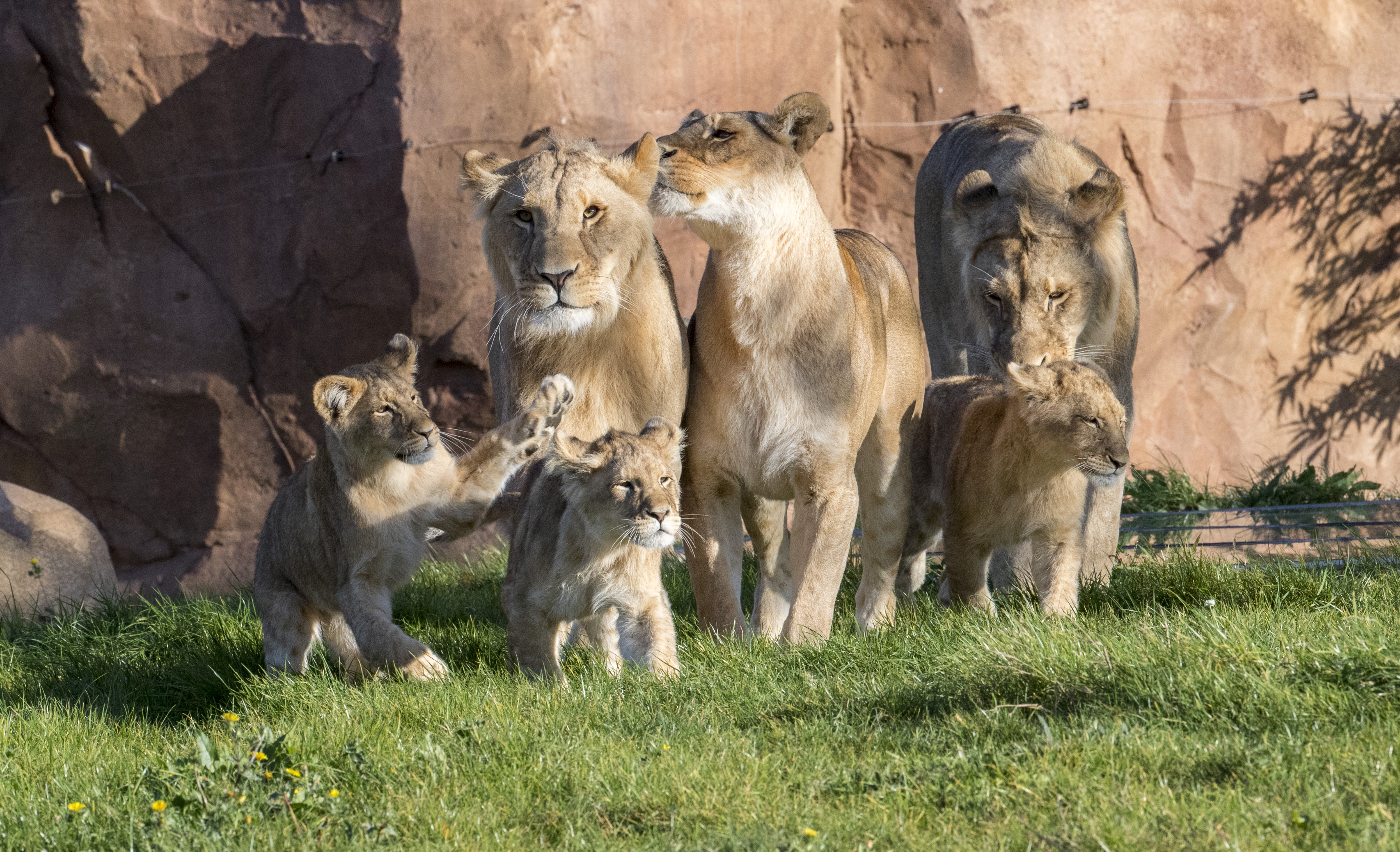 Lions-Zooparc de Beauval