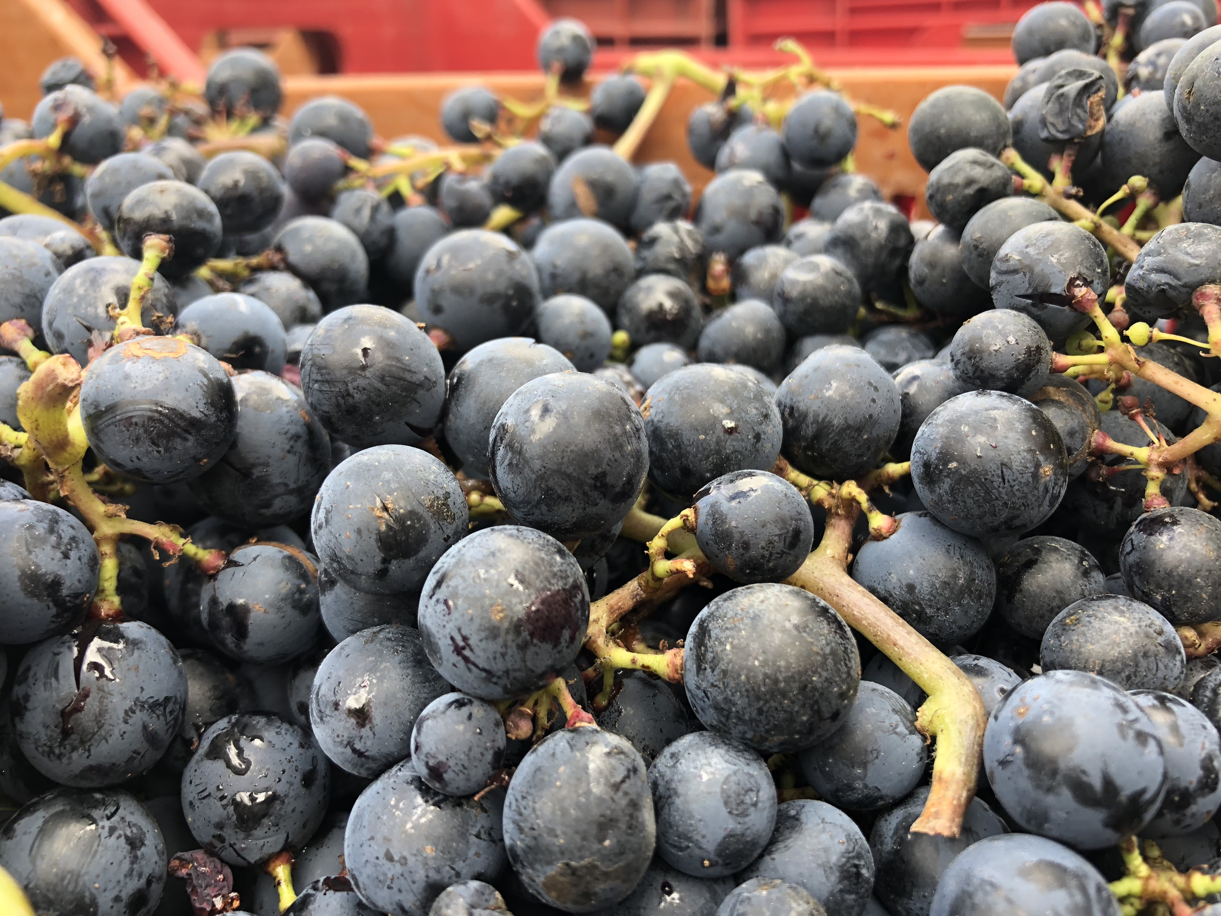 Bonnigal Bodet Vignerons - Limeray