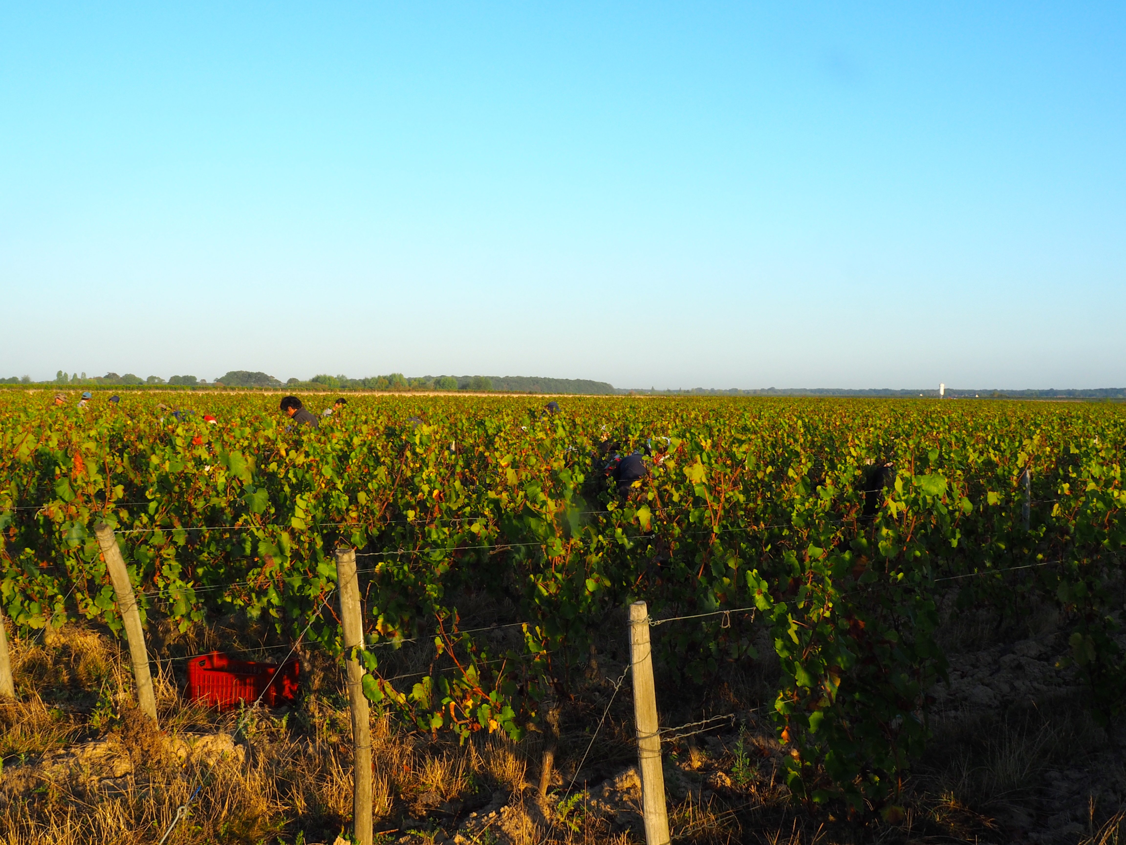 Bonnigal Bodet Vignerons - Limeray