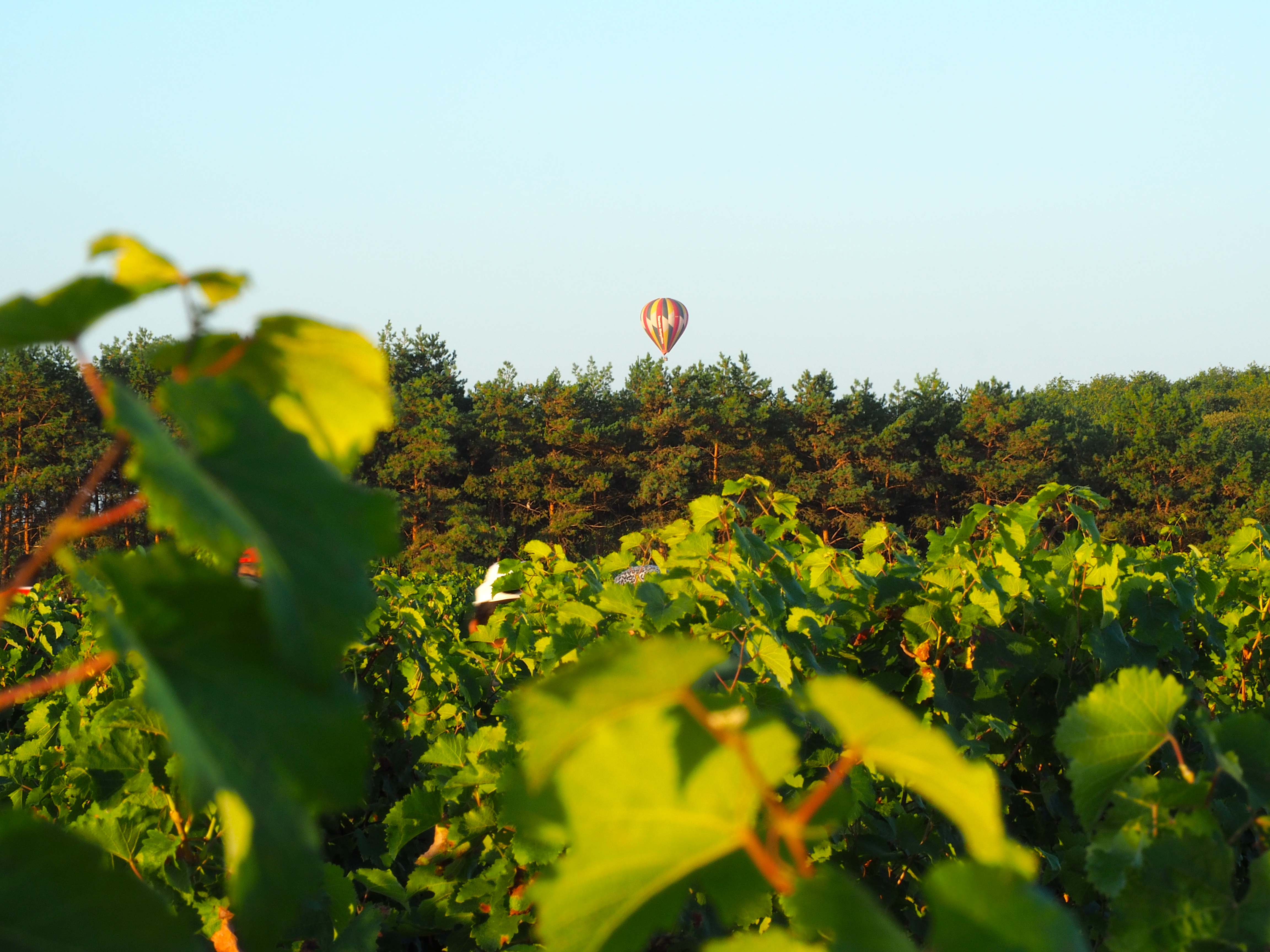 Bonnigal Bodet Vignerons - Limeray