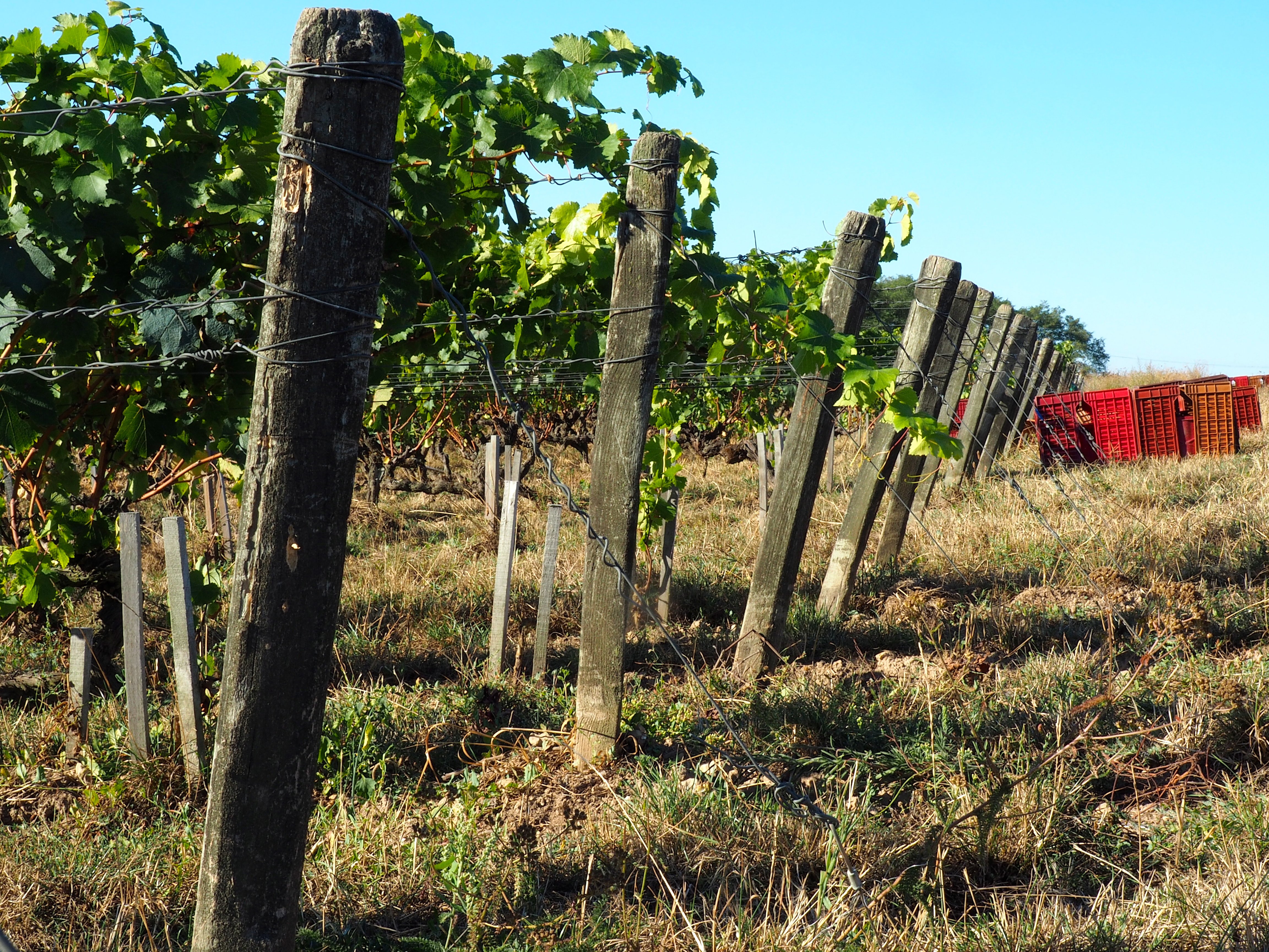 Bonnigal Bodet Vignerons - Limeray