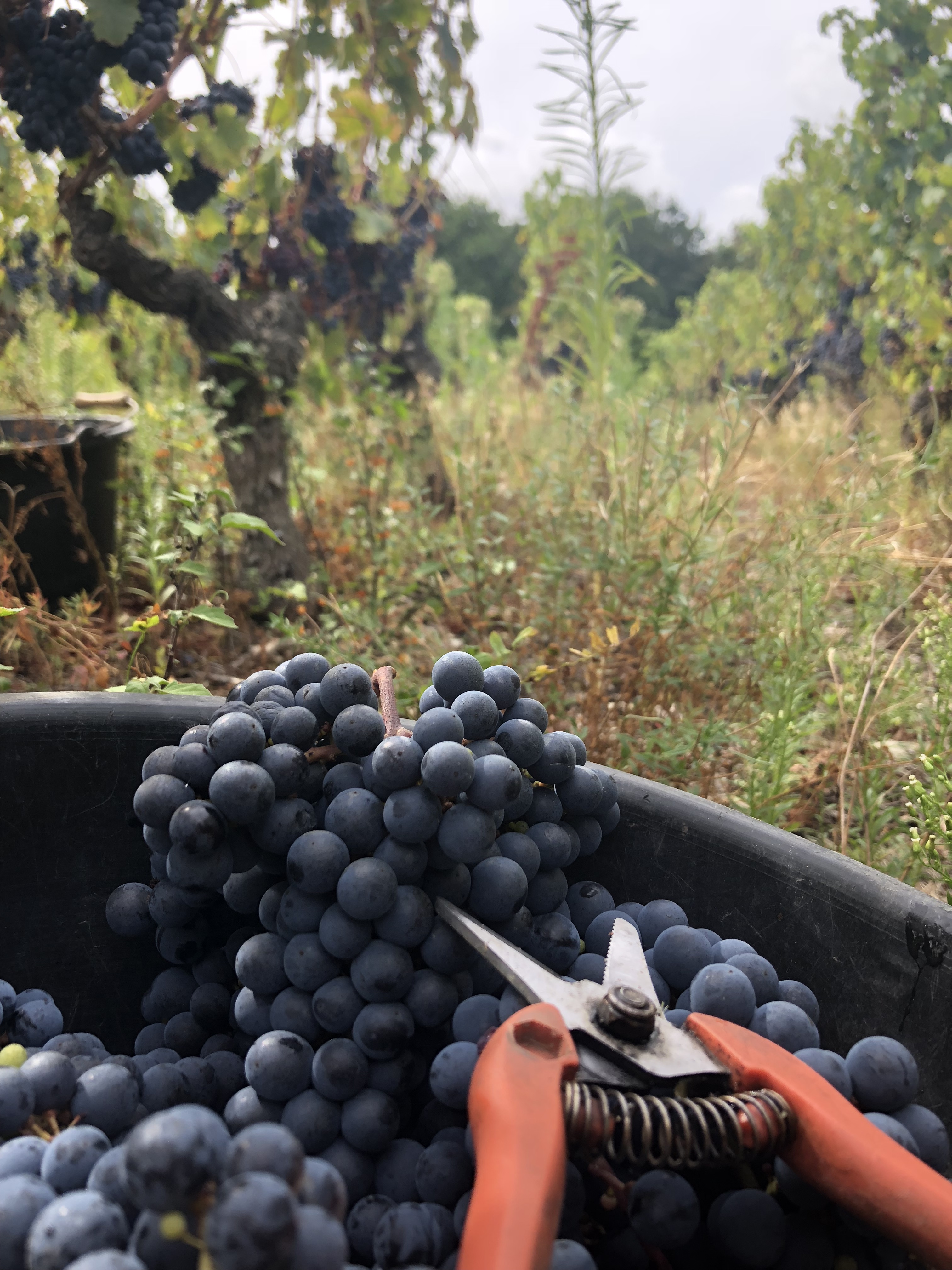 Bonnigal Bodet Vignerons - Limeray