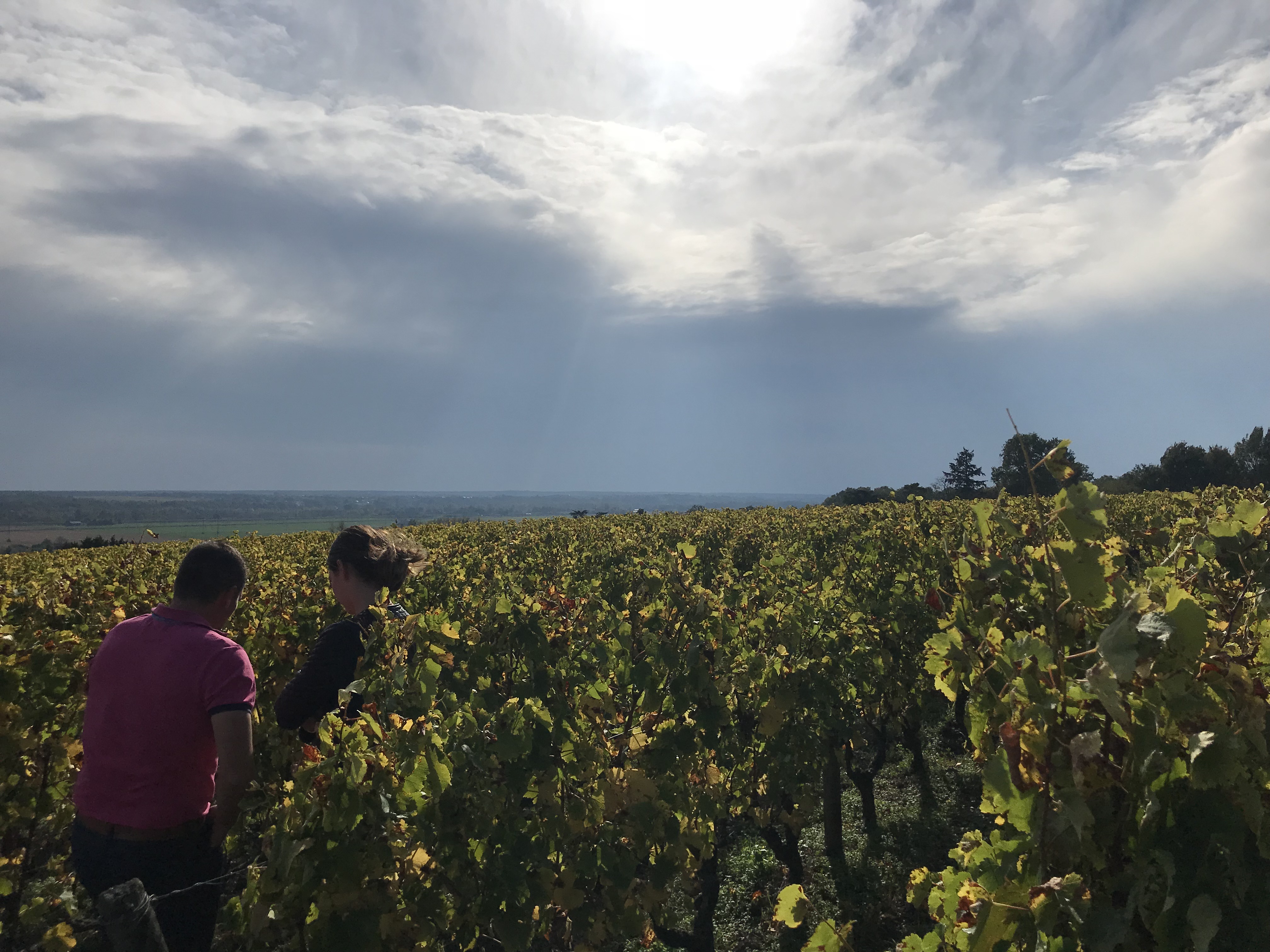 Bonnigal Bodet Vignerons - Limeray
