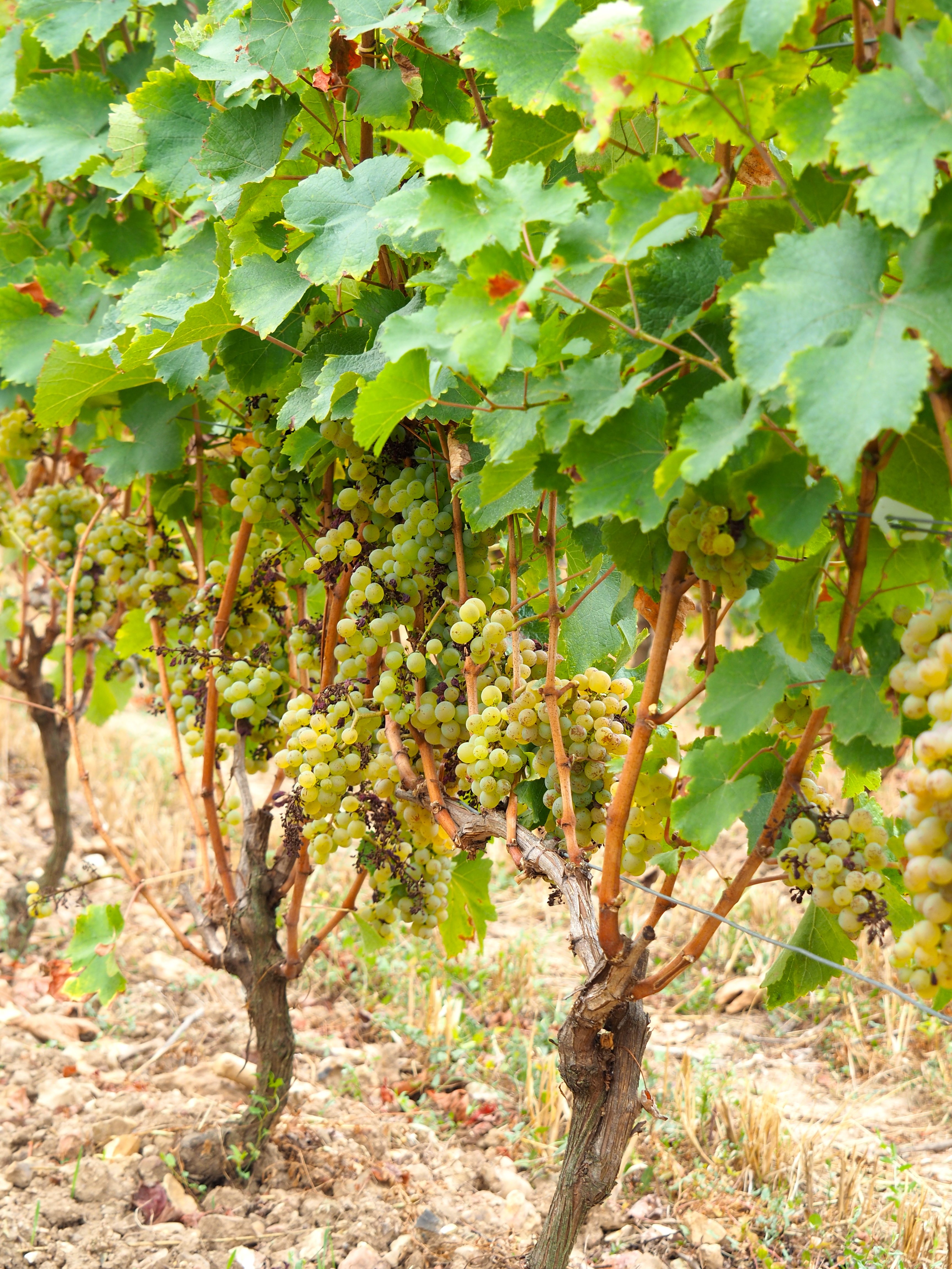 Bonnigal Bodet Vignerons - Limeray