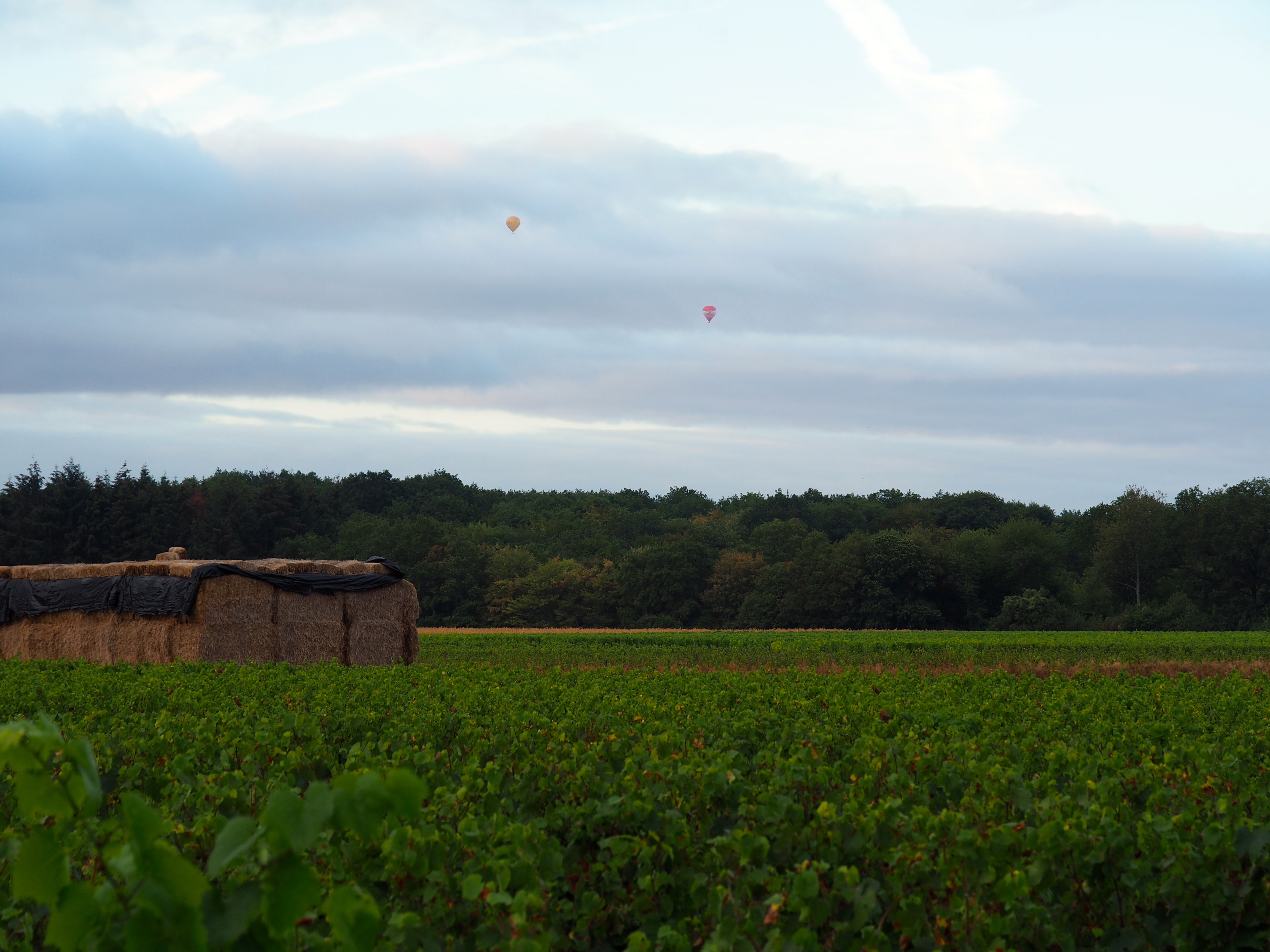 Bonnigal Bodet Vignerons - Limeray