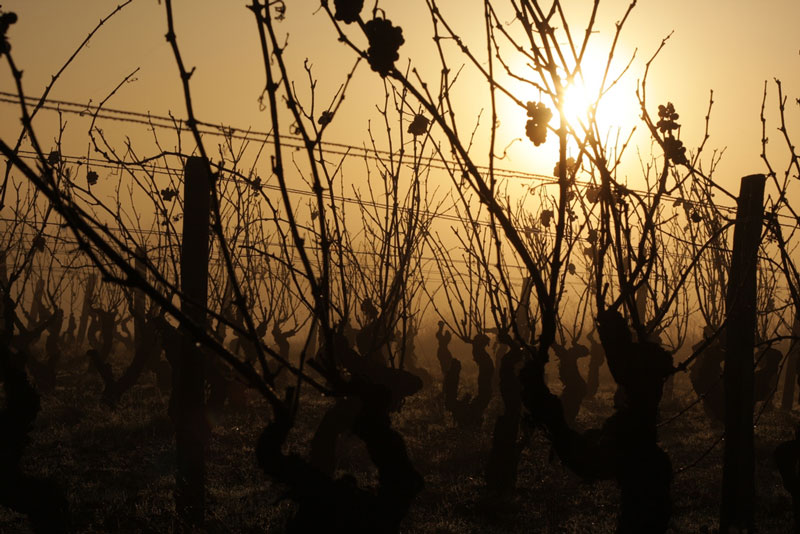 Domaine-des-Pierrettes-Rilly-sur-Loire-©Doamine-des-Pierrettes1