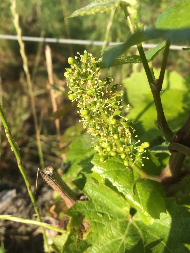 Domaine du Breuil (11)