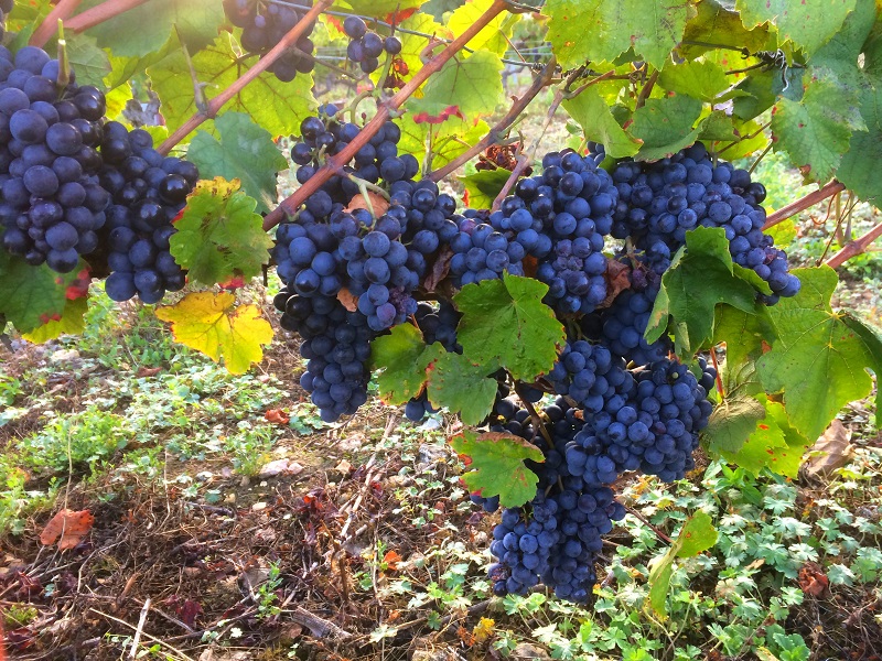 Domaine du Breuil (13)