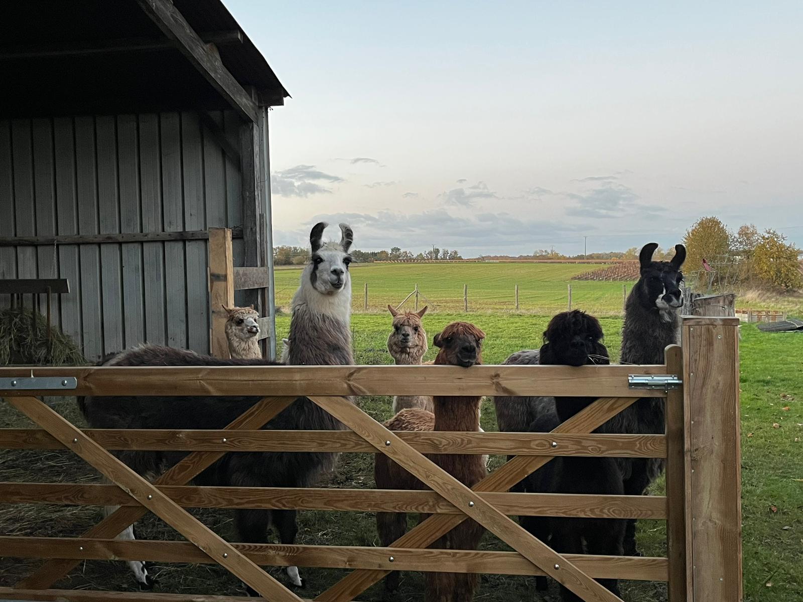 Lamas et Alpagas - Lama Émoi