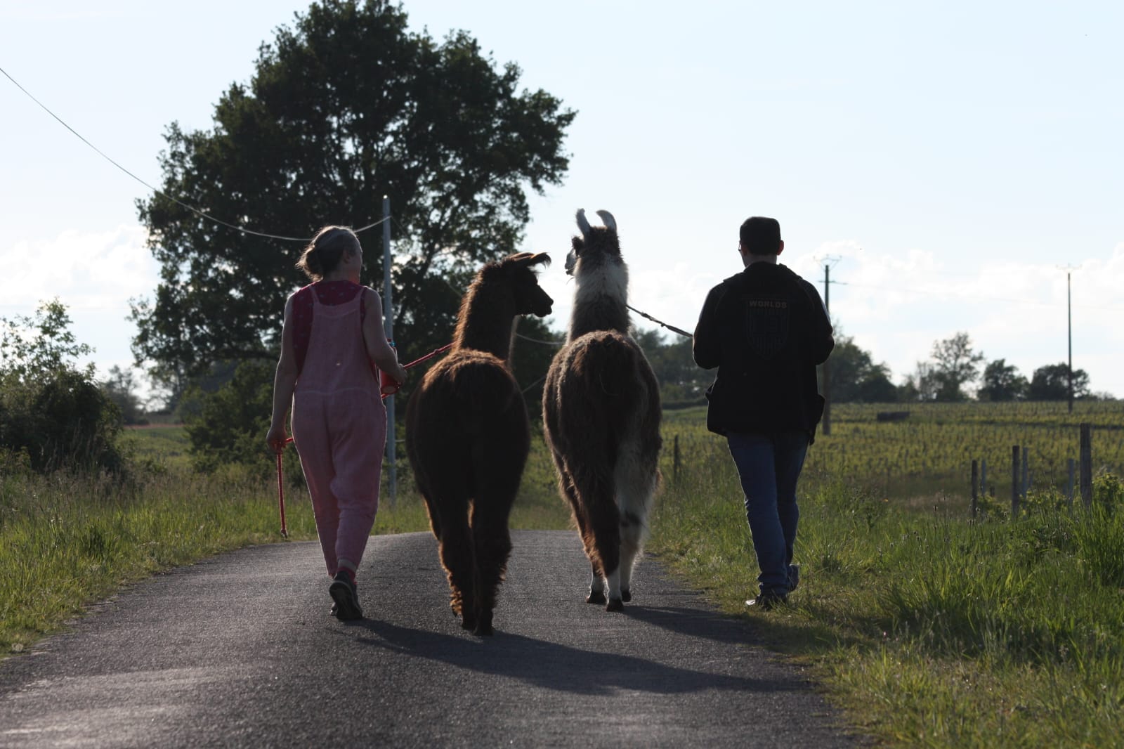 Balade dégustation de vin avec les lamas