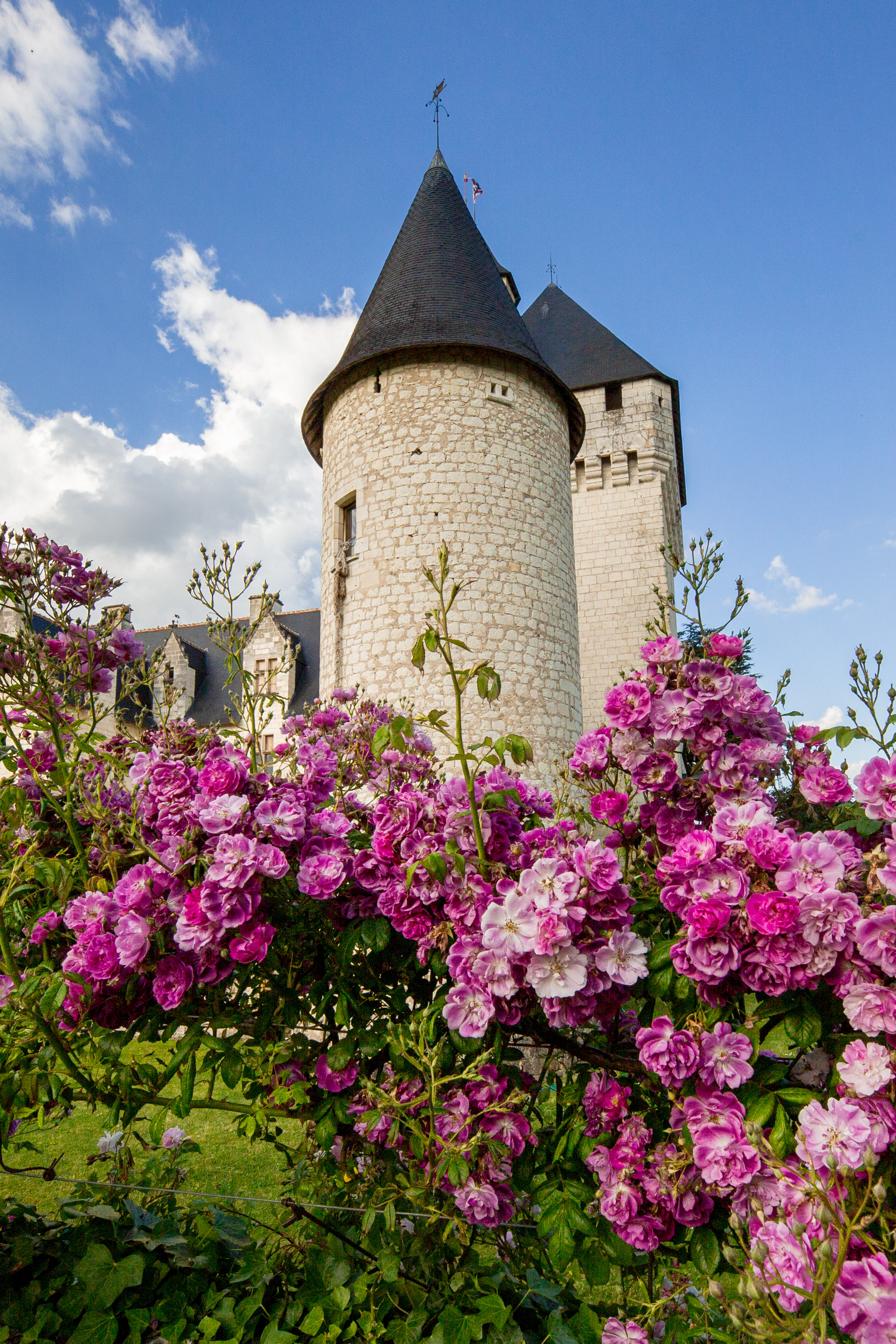 Le Rivau . mannington Rose Rambler  ©Patricia Laigneau -1409-Vert