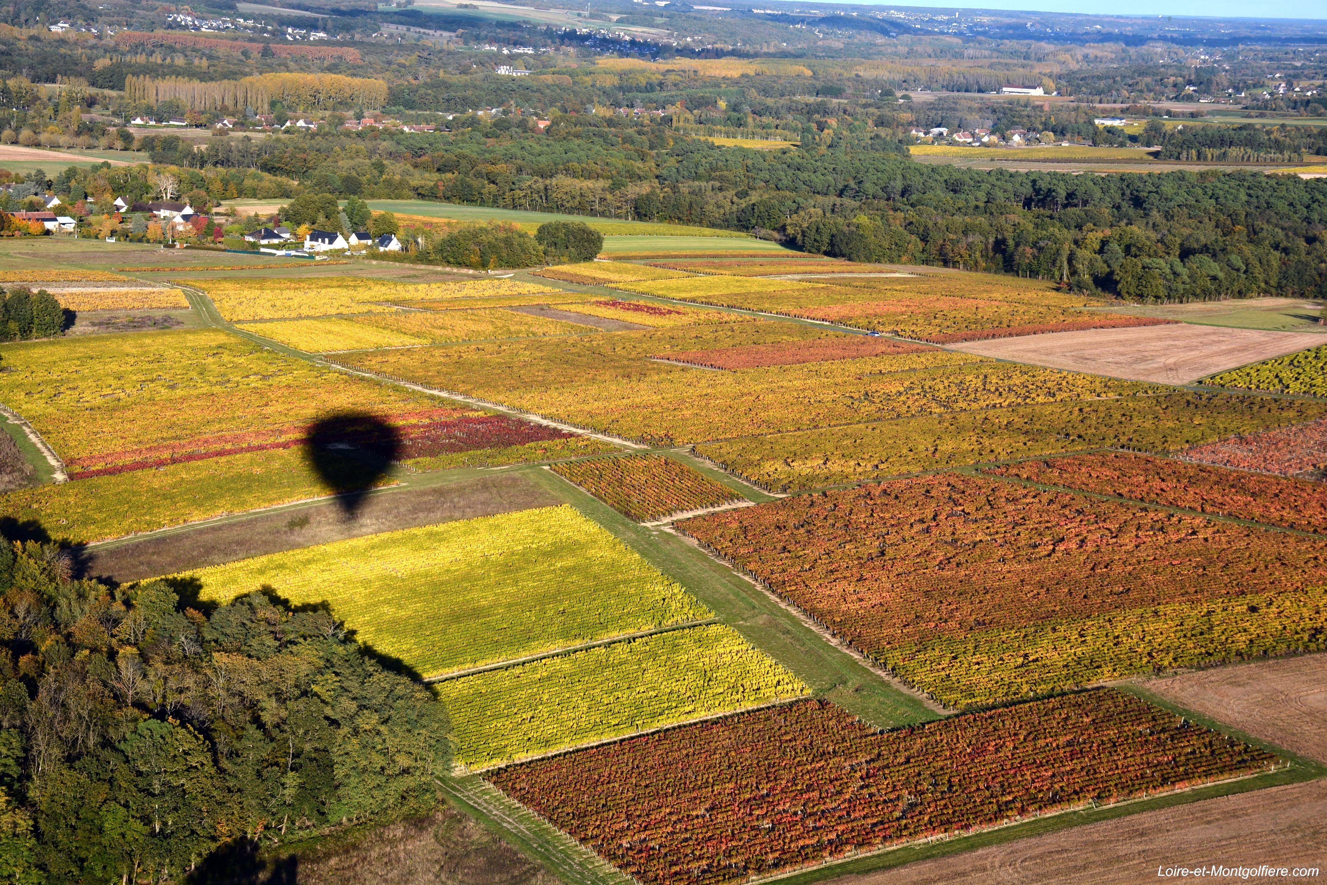 Les vignes de Touraine - Loire et Montgolfiere1