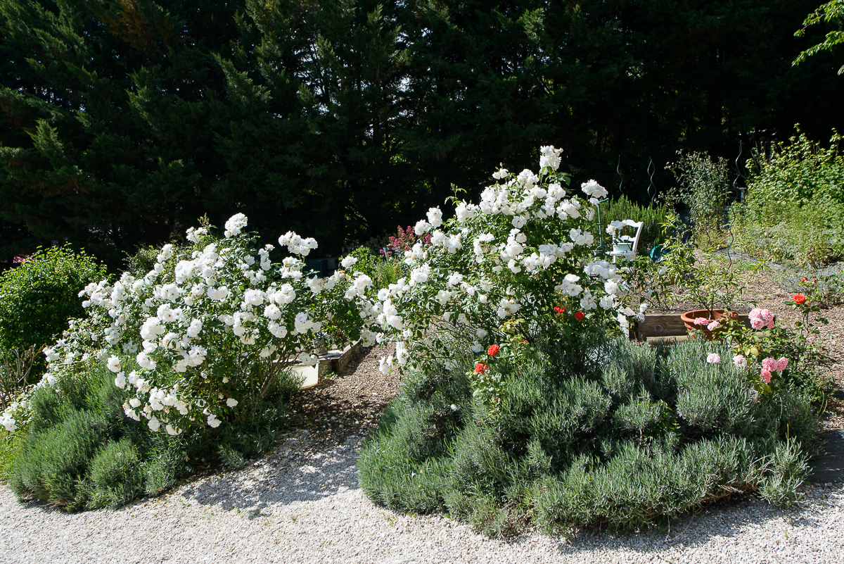 Closerie Saint Vincent_potager