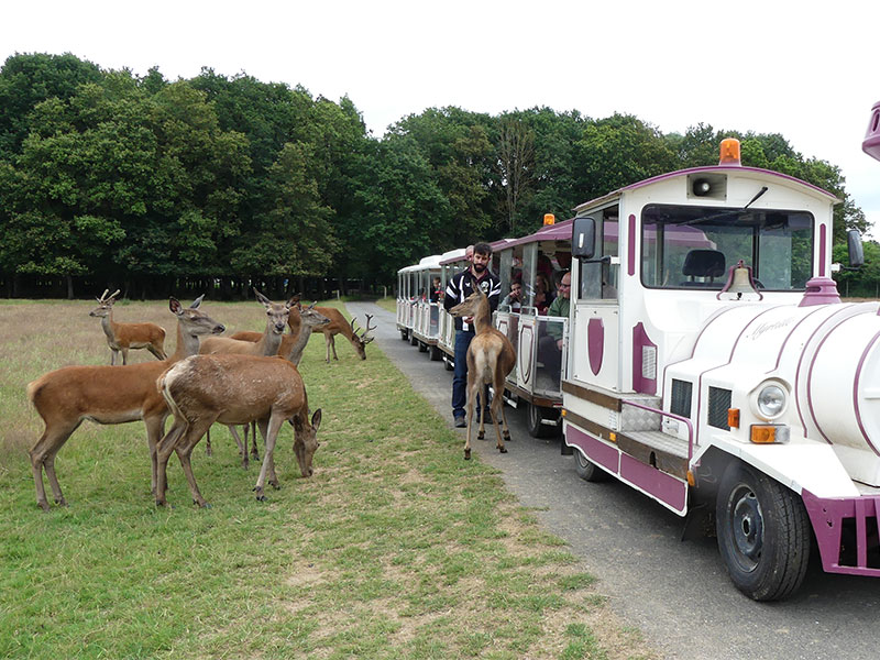 Réserve de Beaumarchais, Autrèche - Cerfs et biches