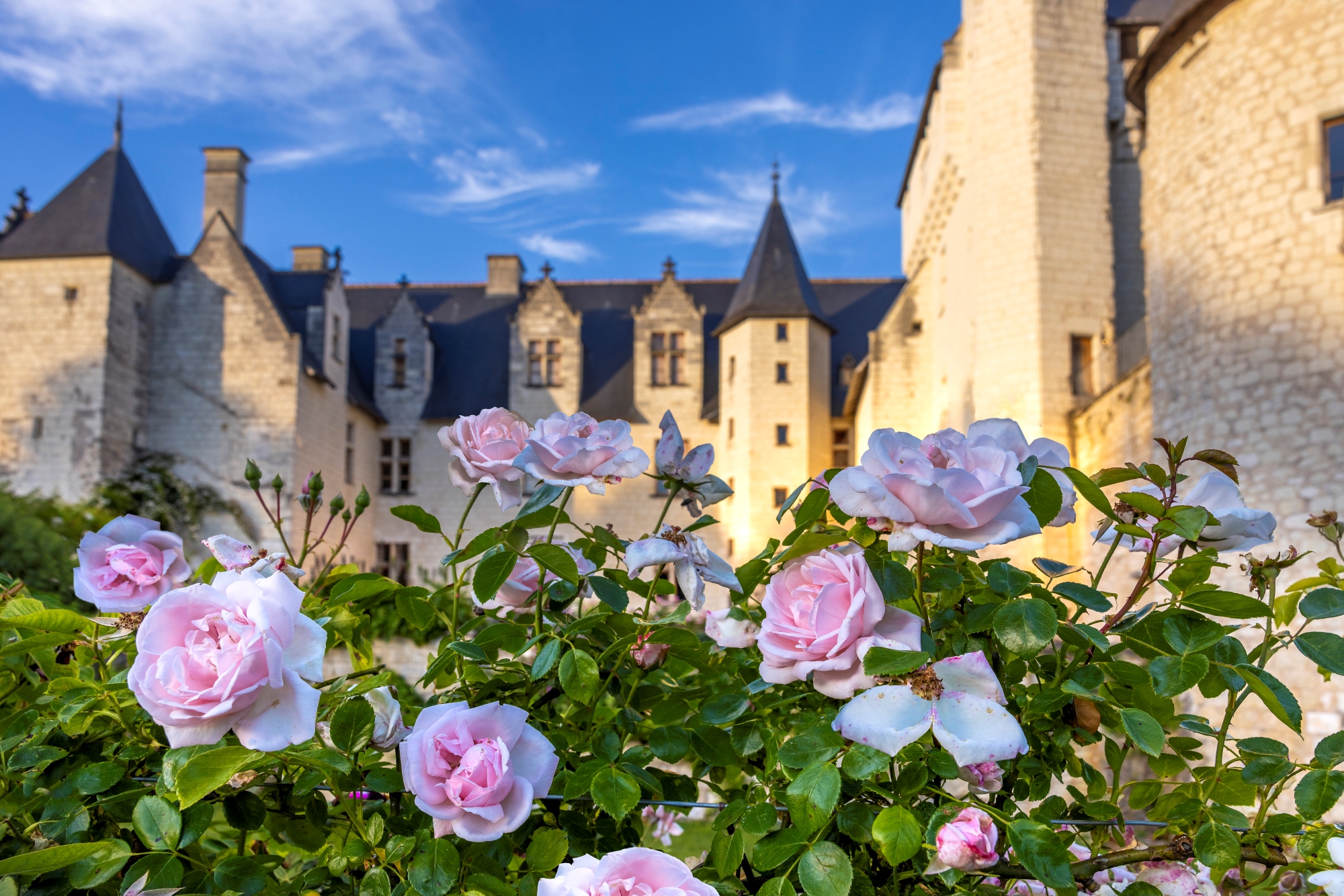 Rose New DawnH6A3708©ChateauduRivau.D .Darrault 