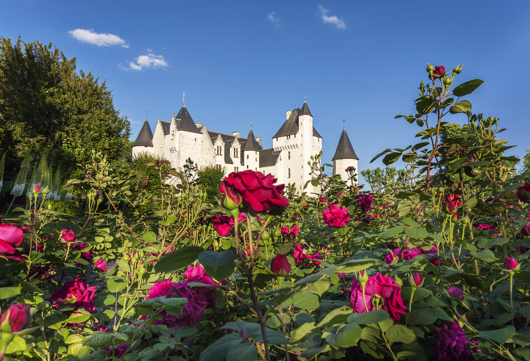 Roses au Rivau.9694 ©ChateauduRIvau - 