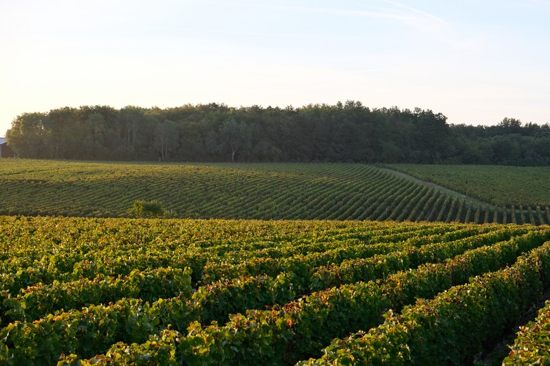 Vignes du Vignoble Alain Robert