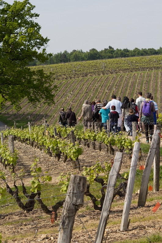 Balade dans les vignes - Manuel Gagnard