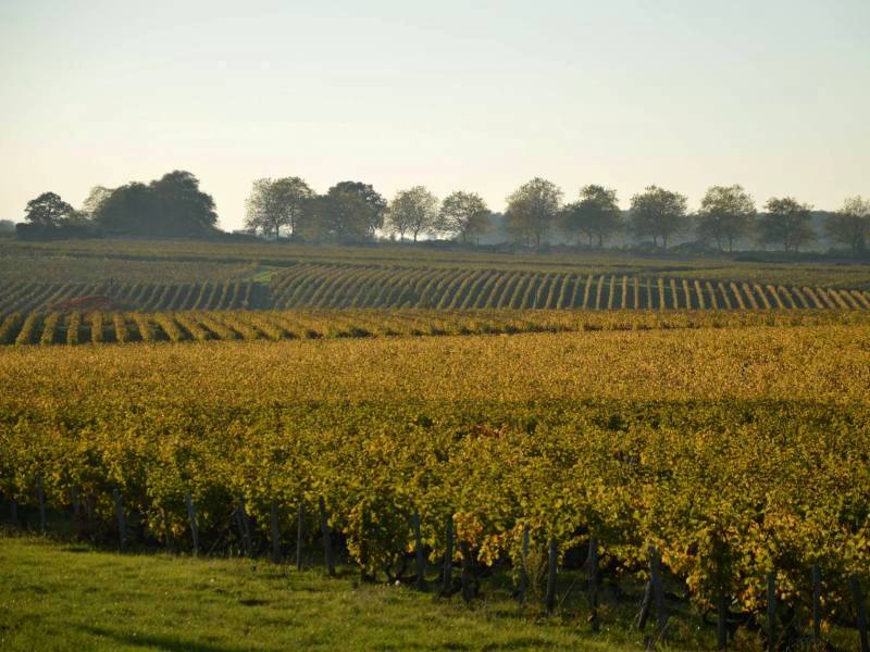 Cave de Vouvray - Le vignoble sur le coteau nord de la Loire - France