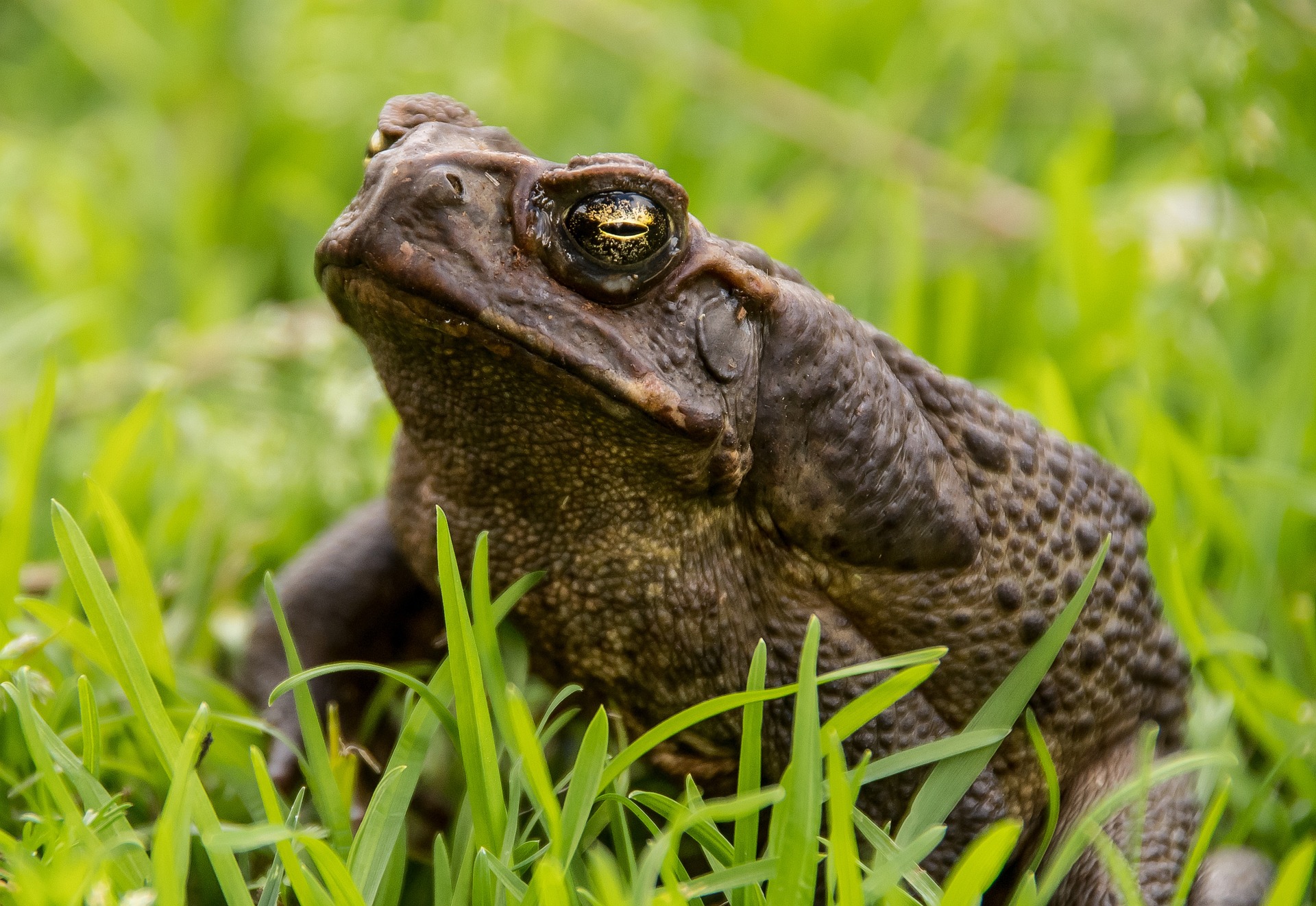 crapaud pixabay