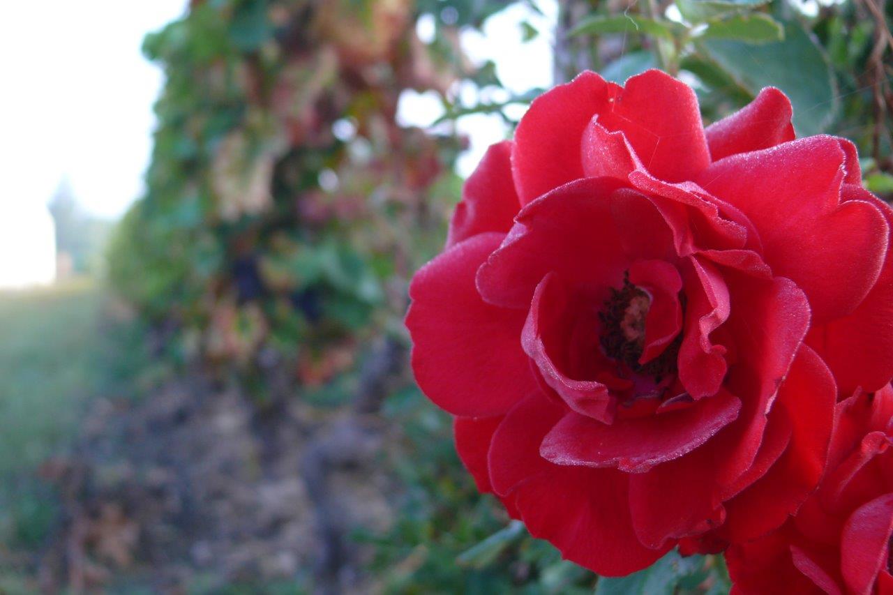 domaine-de-la-gabillere-roses