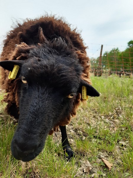 Un mouton noir du Domaine