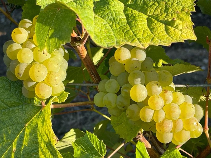 Grappe de chenin