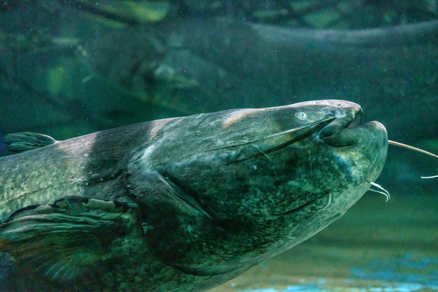 Le Grand Aquarium de Touraine 