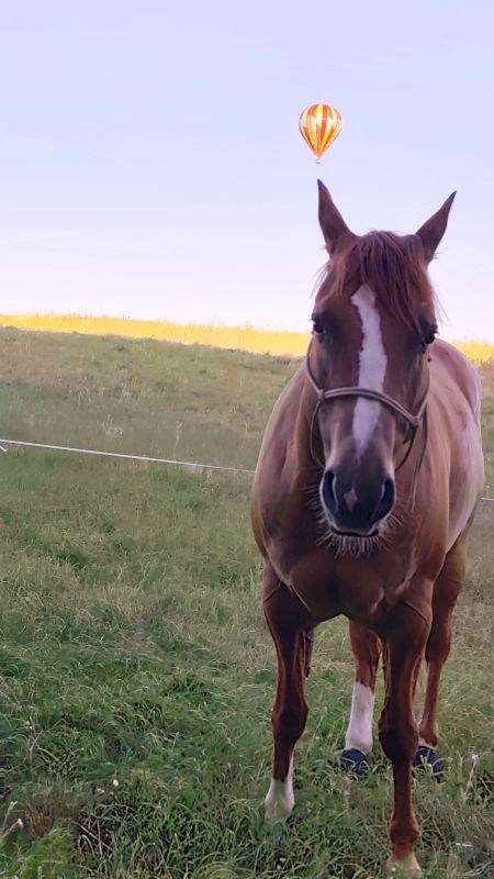 Horse journey - Starlight - Touraine Val de Loire