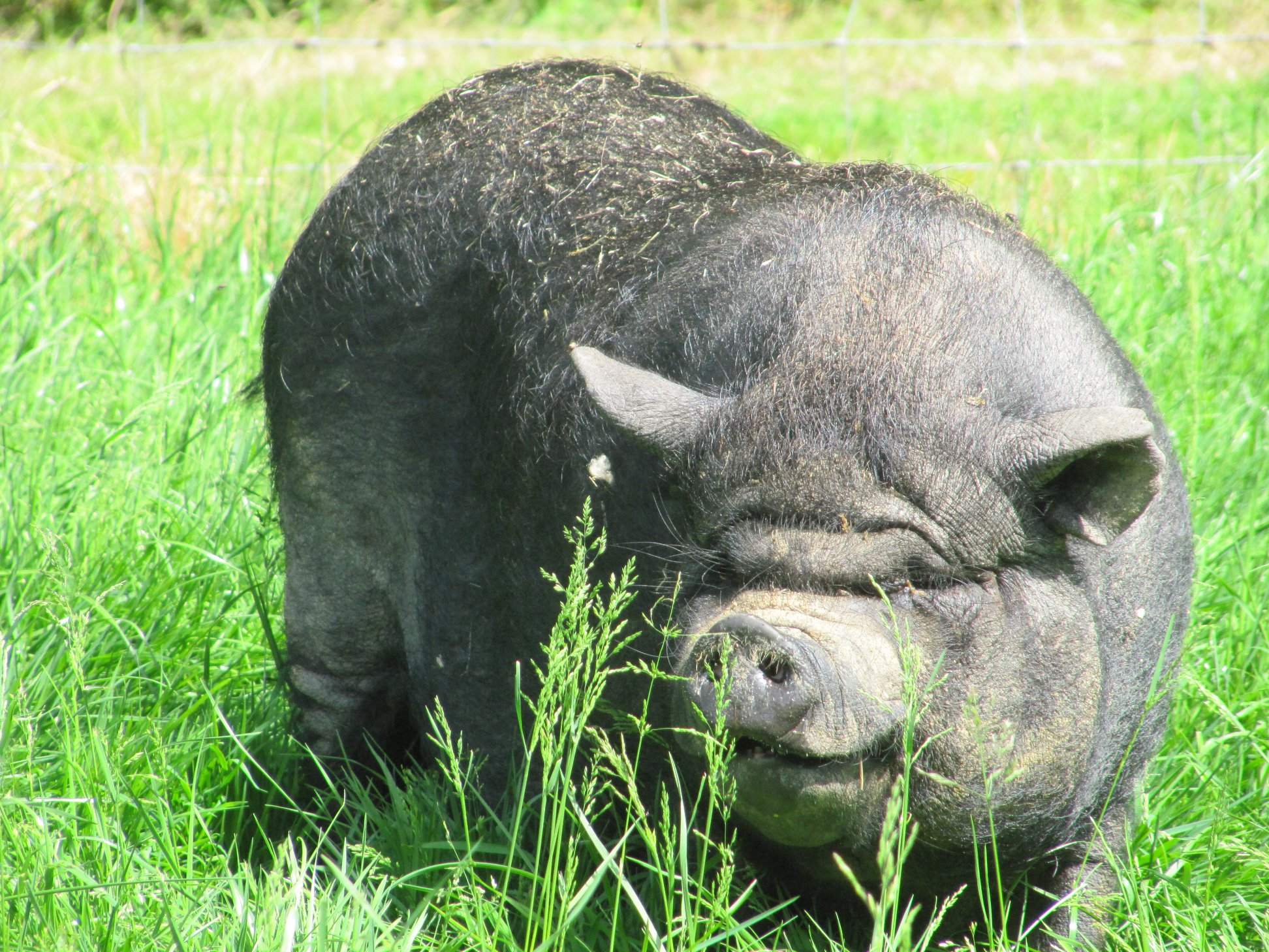 paméla prairie ferme de prunay animaux
