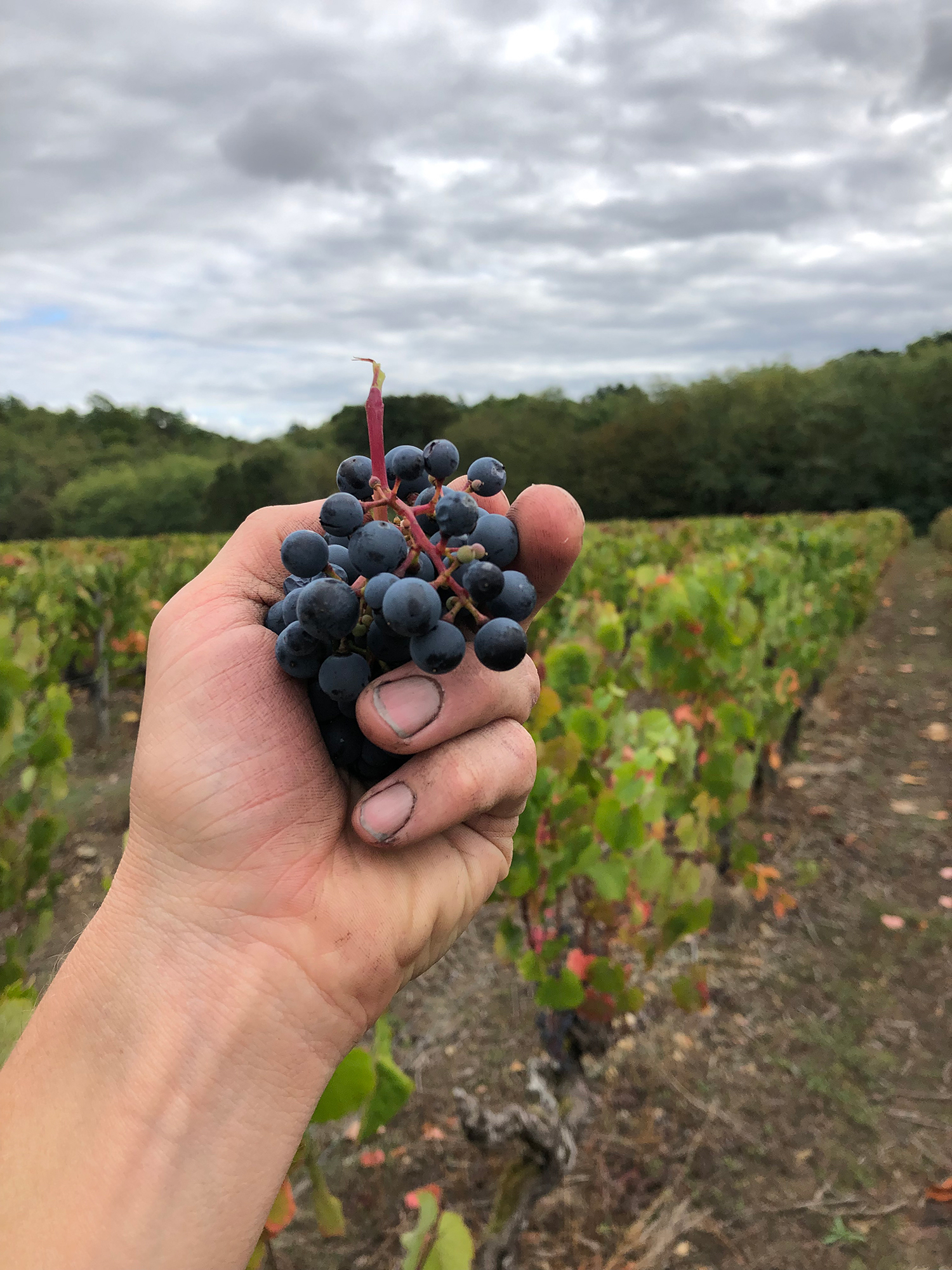 thomas_frissant_vigne-1