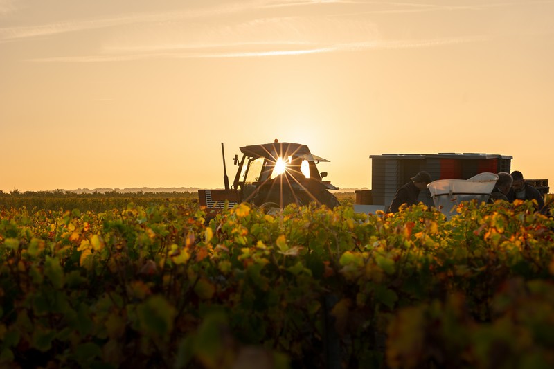 Vendanges au Vignoble Alain Robert