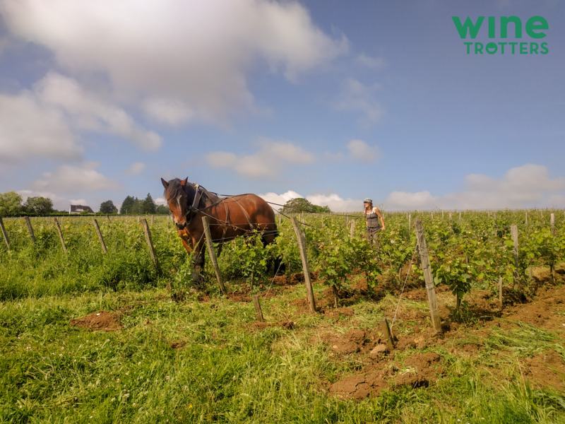 wine-TROTTERS_private-wine-tour_Loire-Valley_9-logo