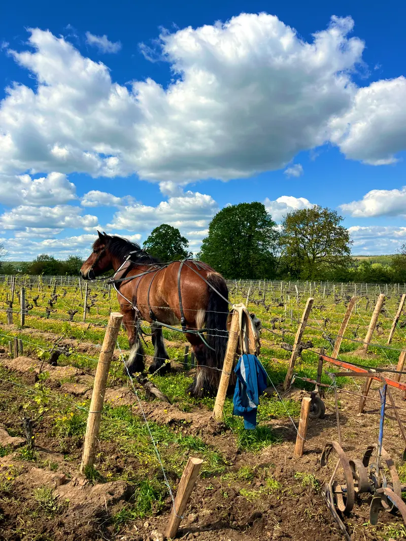Entretien des vignes avec les chevaux
