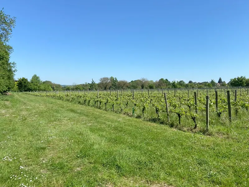 Le Clos de la Richardière, un lieu chargé d'histoire entre vignes, nature et gourmandise