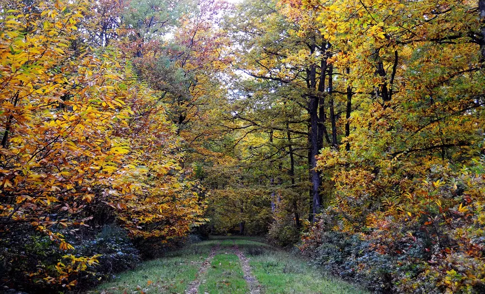 forêt automne vacances toussaint amboise