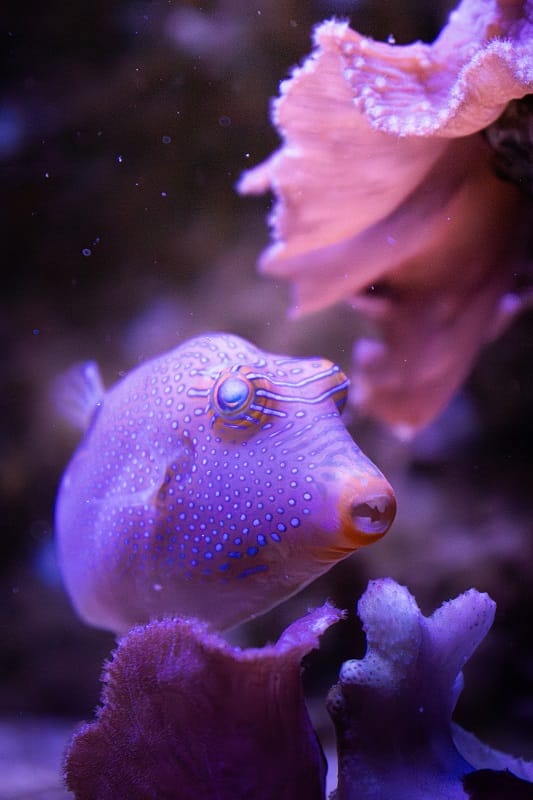 poissons tropicaux à l'aquarium de touraine
